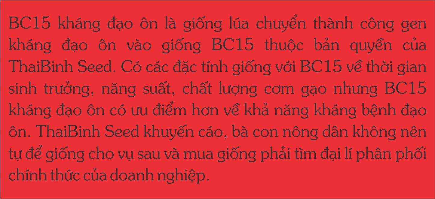 GIONG-LUA-BC15-KHANG-DAO-ON-3.jpg