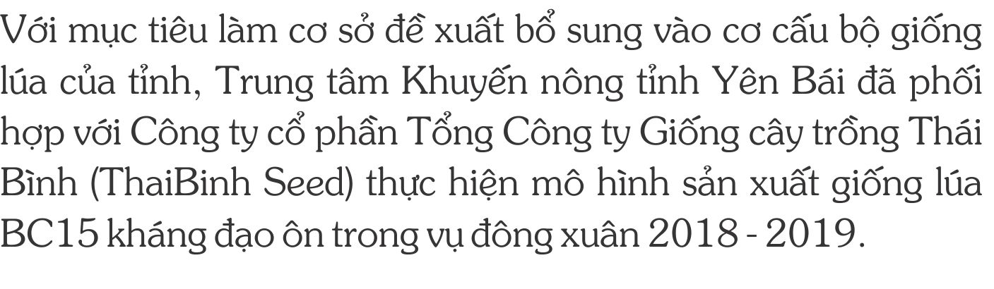 GIONG-LUA-BC15-KHANG-DAO-ON-1.jpg
