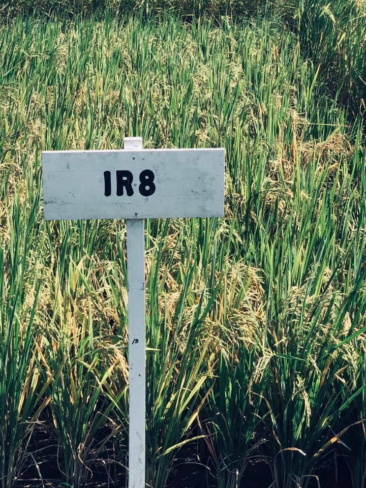 International-Rice-Research-Institute-(5).jpg