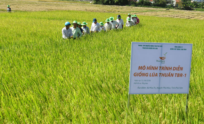Nông dân tham quan mô hình trồng lúa TBR1 tại xã Hòa Trị (huyện Phú Hòa)