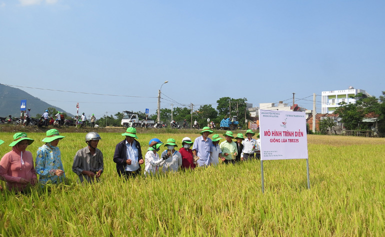 Nông dân tham quan mô hình khảo nghiệm giống lúa TBR225 tại xã Hòa Trị