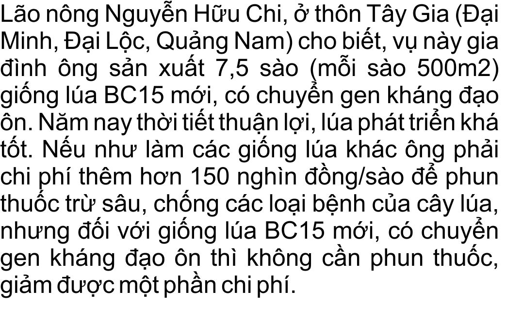 giong-lua-bc15-khang-dao-on-(11).jpg