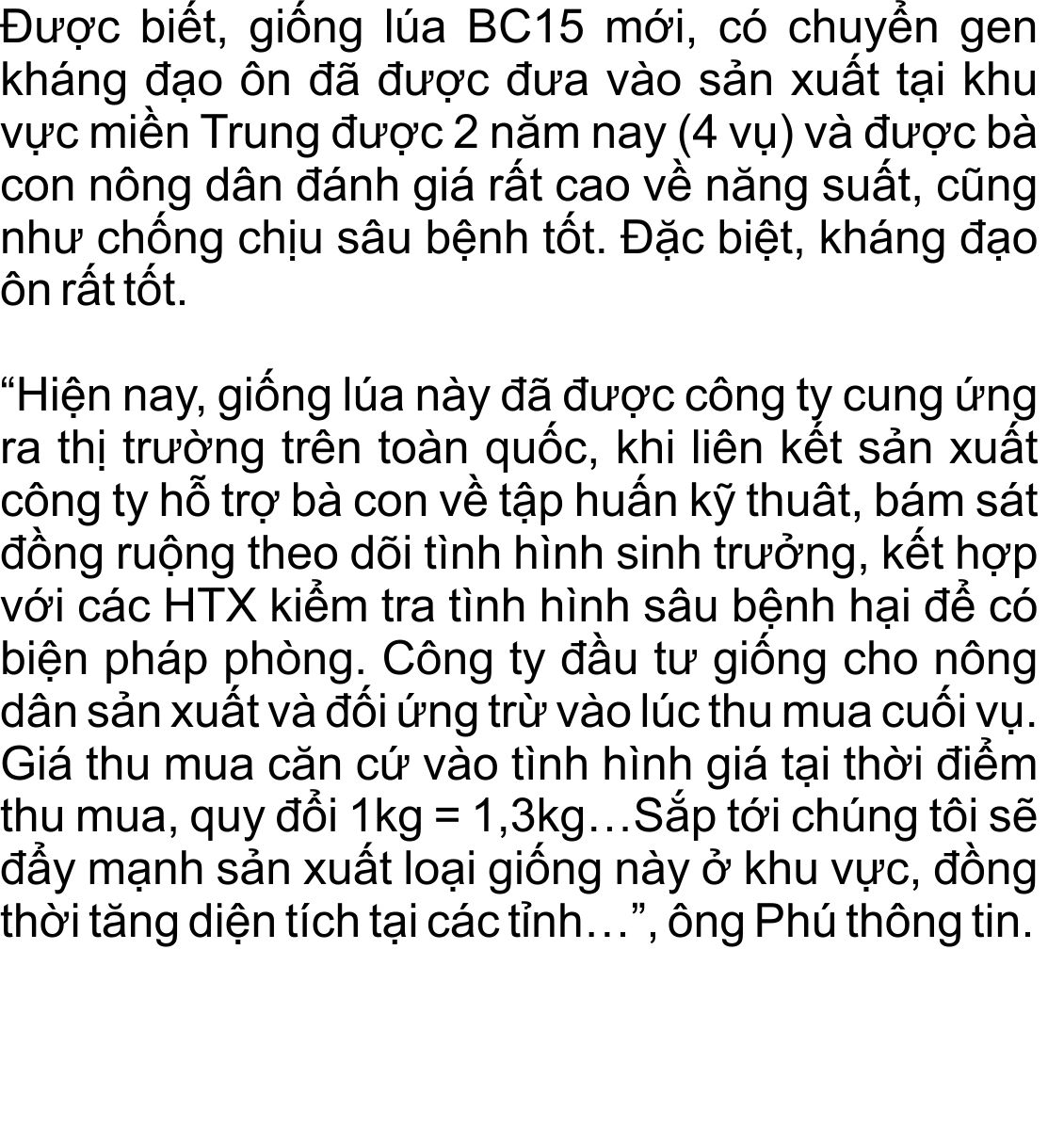 giong-lua-bc15-khang-dao-on-(14).jpg