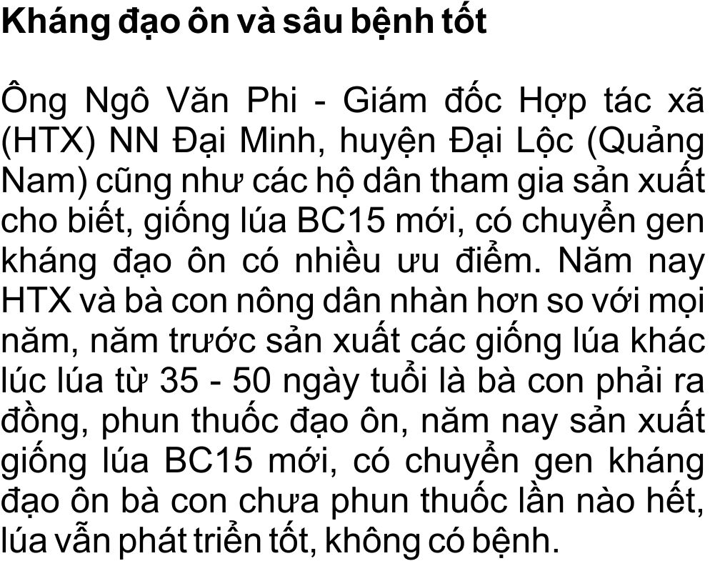 giong-lua-bc15-khang-dao-on-(9).jpg